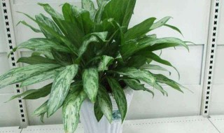 银皇后怎么养(银皇后怎么养的好)