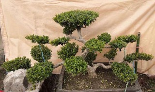 黄杨树怎么养 黄杨树怎么养能长得快