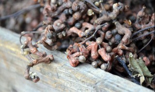 干拐枣怎么样储存保鲜 拐枣可以晒干存放吗?