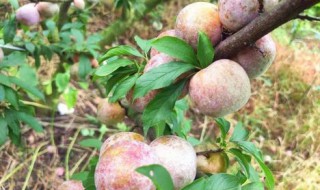 三华李什么时候成熟(三华李成熟期)