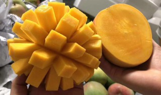 贵妃芒果怎么催熟 贵妃芒果怎么催熟快