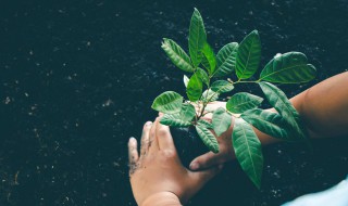 有哪些植物播种方法 哪些植物的播种方法