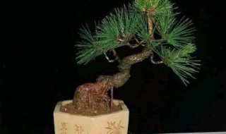 松树提根技巧(松树提根技巧图解)