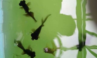 黑龙睛金鱼养殖方法 黑龙睛金鱼怎么养