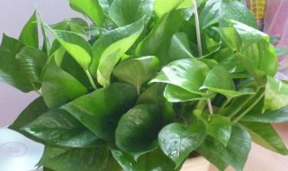 绿萝叶子发黄怎么处理怎么补救 绿萝叶子发黄怎么处理怎么补救视频