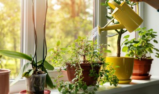 罗子兰养殖栽培方法 罗兰花怎么种植