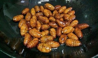 圆葱炒蚕蛹的做法(圆葱炒蚕蛹的做法大全)