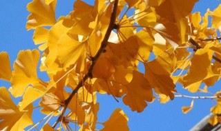 立秋后天气有什么变化 立秋后天气有什么变化吗