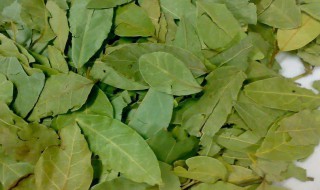 香叶为什么闻没有味道（香叶闻起来没有味）
