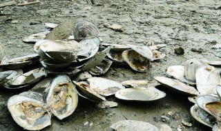 贝壳属什么垃圾（贝壳属于哪种垃圾）