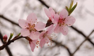 什么东西招桃花最厉害 什么东西招桃花最厉害图片