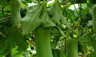 丝瓜粥怎么做 丝瓜粥怎么做视频