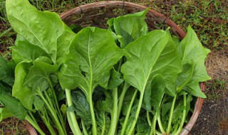 芝麻酱拌菠菜怎么做（芝麻酱拌菠菜怎么做才好吃）