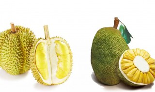 切开后的菠萝蜜没熟怎么办（切开了的菠萝蜜没熟怎么办）