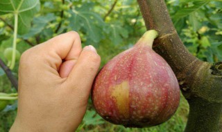 无花果怎么样保鲜 无花果怎么样保鲜储存