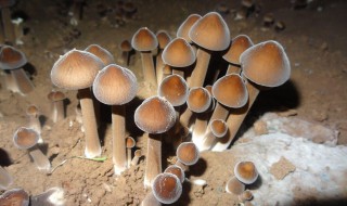 鸡纵菇怎么保鲜（新鲜纵菇怎样保存）