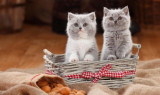 猫粮怎么保鲜 如何保存猫粮