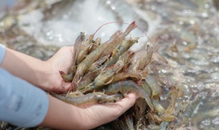 虾头怎么处理（虾头怎么去除）