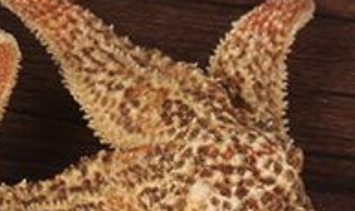 干海星的保质期多长（干海星能放多久）