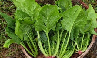 孜然炒菠菜怎么做 孜然炒菠菜怎么做好吃