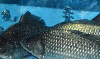 锅巴鲫鱼怎么做（锅巴鲫鱼怎么做不粘锅）