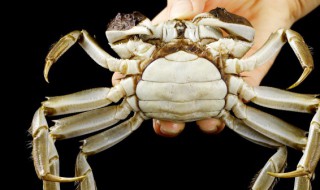 什么人不能吃大闸蟹（什么人不能吃大闸蟹禁忌）