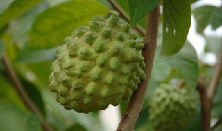 没熟的释迦果怎么保存（释迦果吃不完怎么保存）