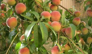 桃树油怎么吃（桃树油怎么吃效果最好）