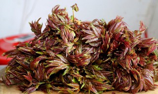 鲜香椿怎样长期保存不变色（鲜香椿怎样长期保存不变色呢）