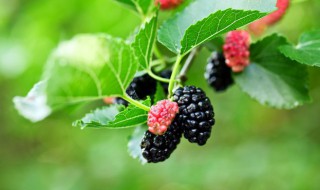 自己熬的桑葚酱可以放多久（自己熬的桑葚酱可以放多久啊）