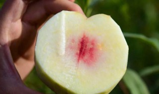 冬桃什么时候成熟（冬桃是几月份成熟）