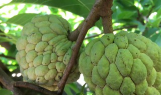 释迦果什么时候采摘 释迦果熟到什么程度可以采摘