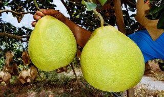 柚子的籽很大的是什么品种 哪种柚子的籽很大