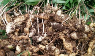 酒黄精和黄精的区别 酒黄精与黄精的区别