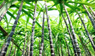 一根甘蔗多少斤左右 一根甘蔗多少斤左右可食用