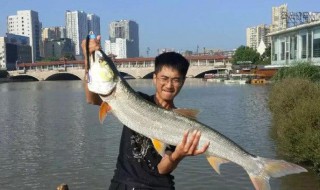 活鱼扣锁下唇还是鳃（活鱼扣穿下颚还是鳃）