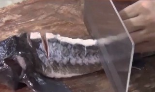 鲟龙鱼怎么杀 鲟龙鱼处理方法