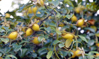 金樱子泡酒比例多少 金樱子泡酒 比例 配方