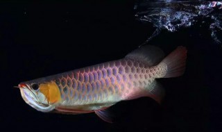 红龙鱼24小时开灯后果 小红龙鱼一天开灯多久