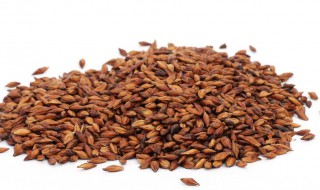 大麦茶如何泡 大麦茶怎么泡