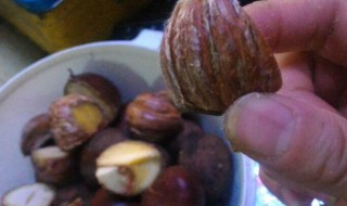 板栗开水煮多久熟（板栗开水煮多久能熟）