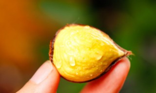 板栗含糖量高不高 板栗含糖量高不高呀