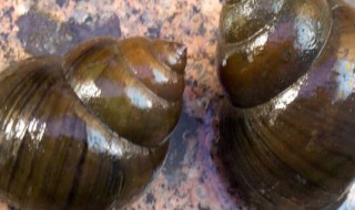 怎样让田螺快速把泥沙吐出来（怎样让田螺快速把泥沙吐出来吃）