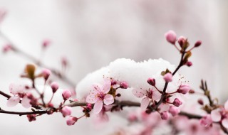 出了九九天还冷吗（出九后还冷吗）