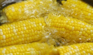 玉米要煮几分钟才熟（玉米要煮几分钟才能熟?）