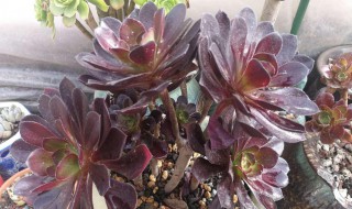 法师叶子掉光了还能活吗（法师叶子掉光了还能活吗冬天）