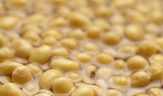 黄豆泡多久 黄豆泡多久可以煮