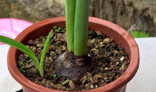 朱顶红种球冻了能缓过来吗（收到的朱顶红种球冬天能种吗）