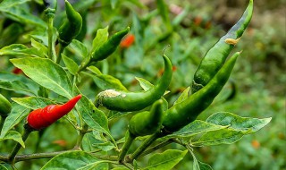 辣椒第一朵花要摘掉吗（辣椒第一朵花要摘掉吗图片）