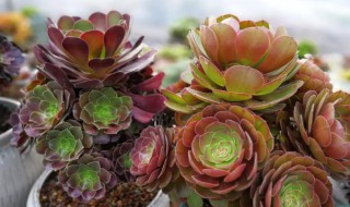 法师冻了还能活吗（法师冻坏了还有救吗）